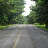 Under the rainforest canopy