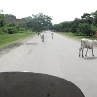 Cows In Road Nicaragua