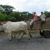 Ox Cart Nicaragua