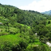 Pastoral Scene Amazon