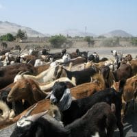 Peru Herding Goats