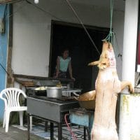 Slaughtered Pig Ecuador